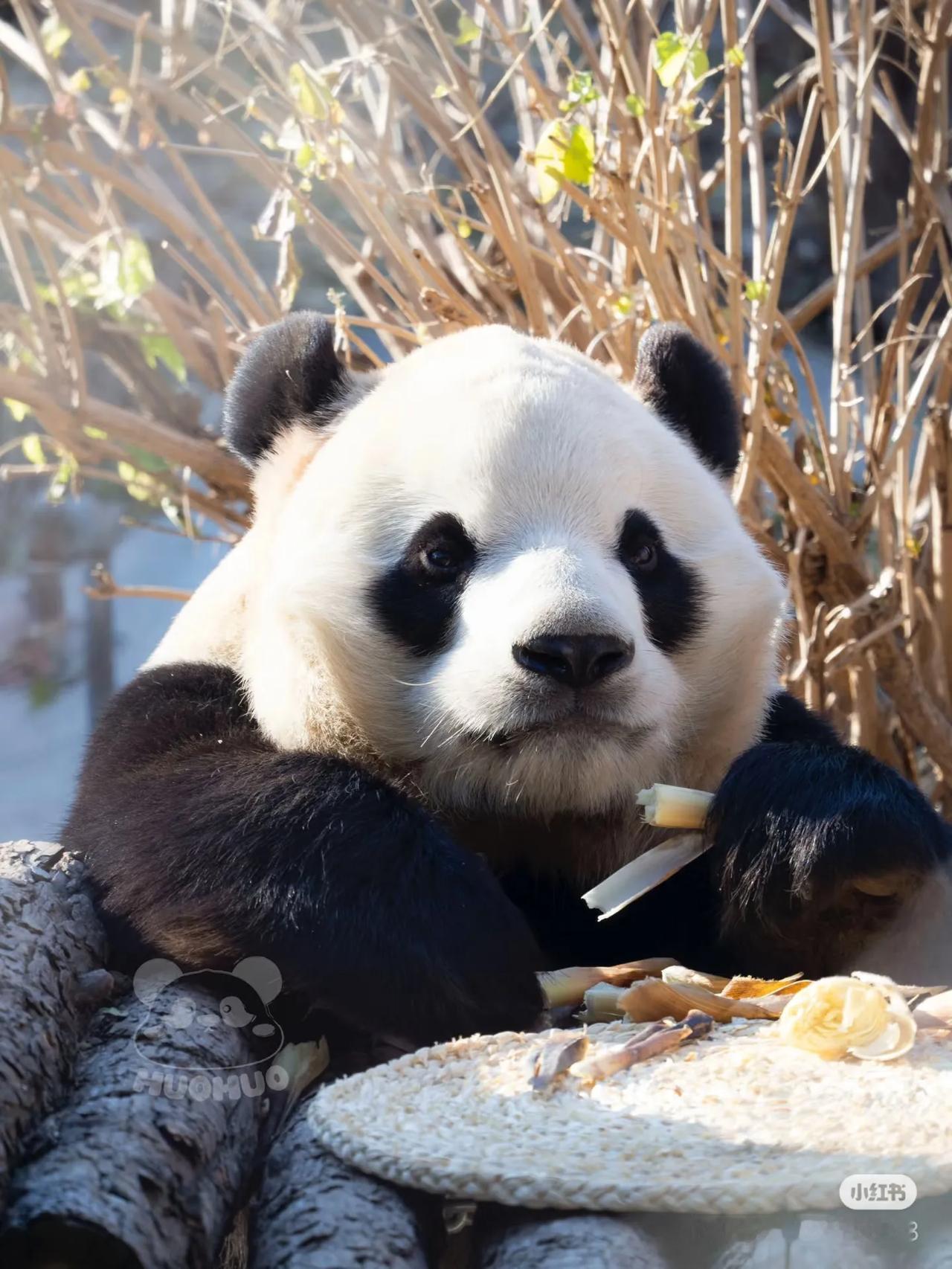 多大我也是个小可爱。看我可不可爱。胖大海到老了估计也和高高似的像个小孩子一样，遇