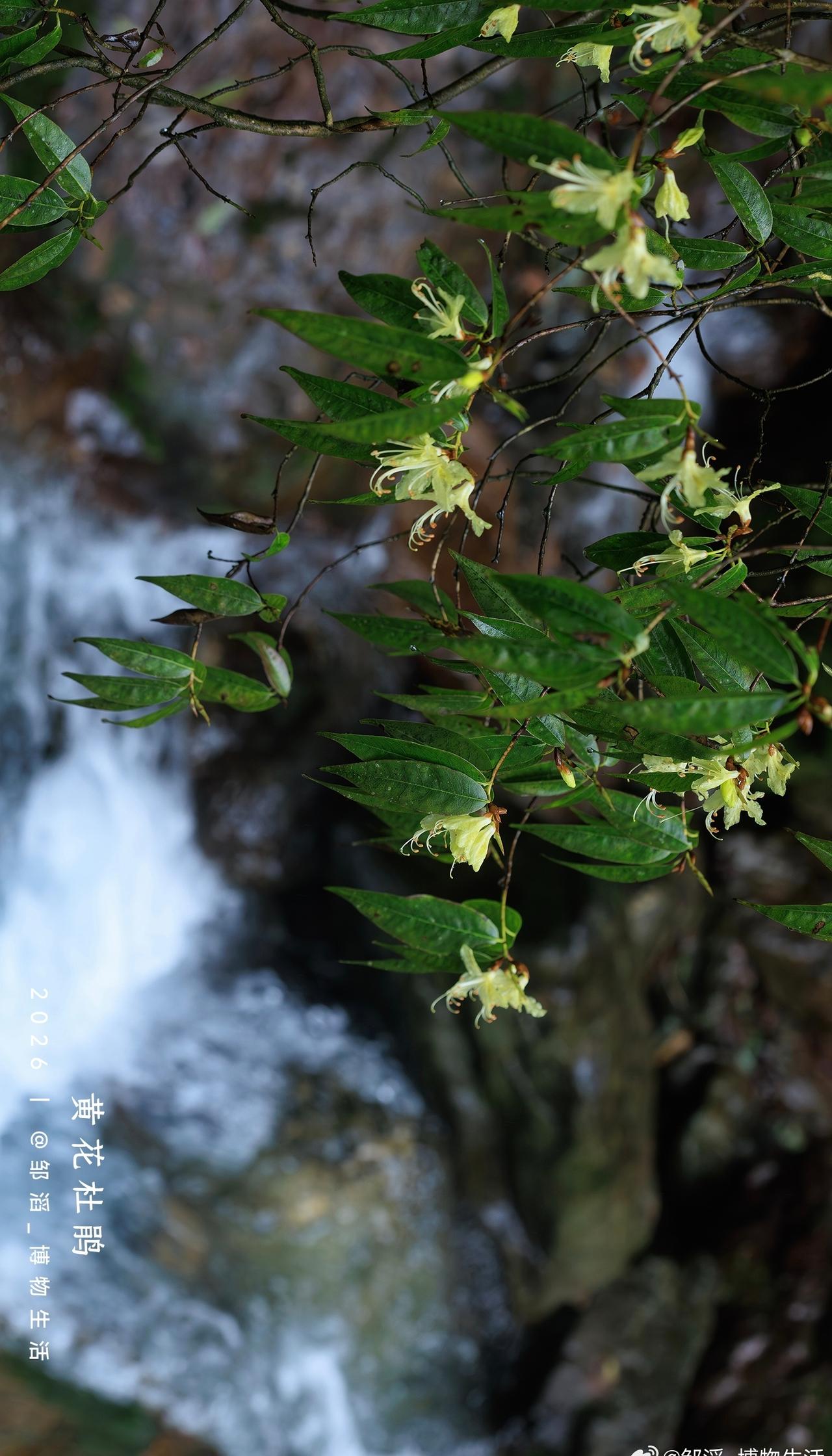 小雨淅淅，这个倒春寒是真的冷啊 ​