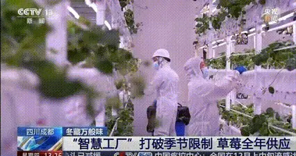 开炫！成都冬草莓大量上市，比去年更甜更便宜！
