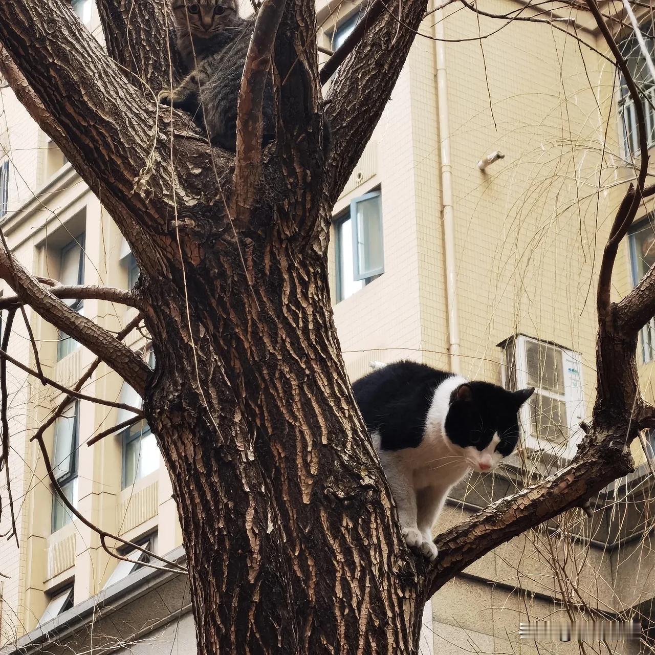 小黄每天遛弯最开心的时刻就是将与它同命相怜的猫咪们撵上树，猫咪们最得意的时刻就是