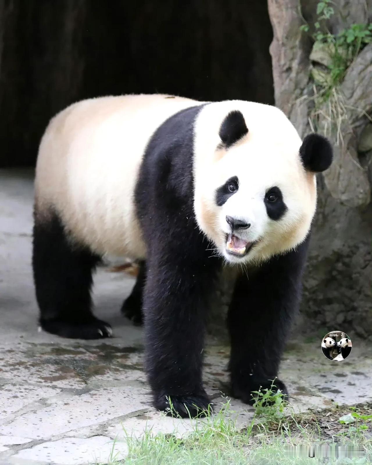 福宝，这嘴角的笑容，让人瞎想呀。


这是什么笑容，我形容不出来，但是你的笑容，