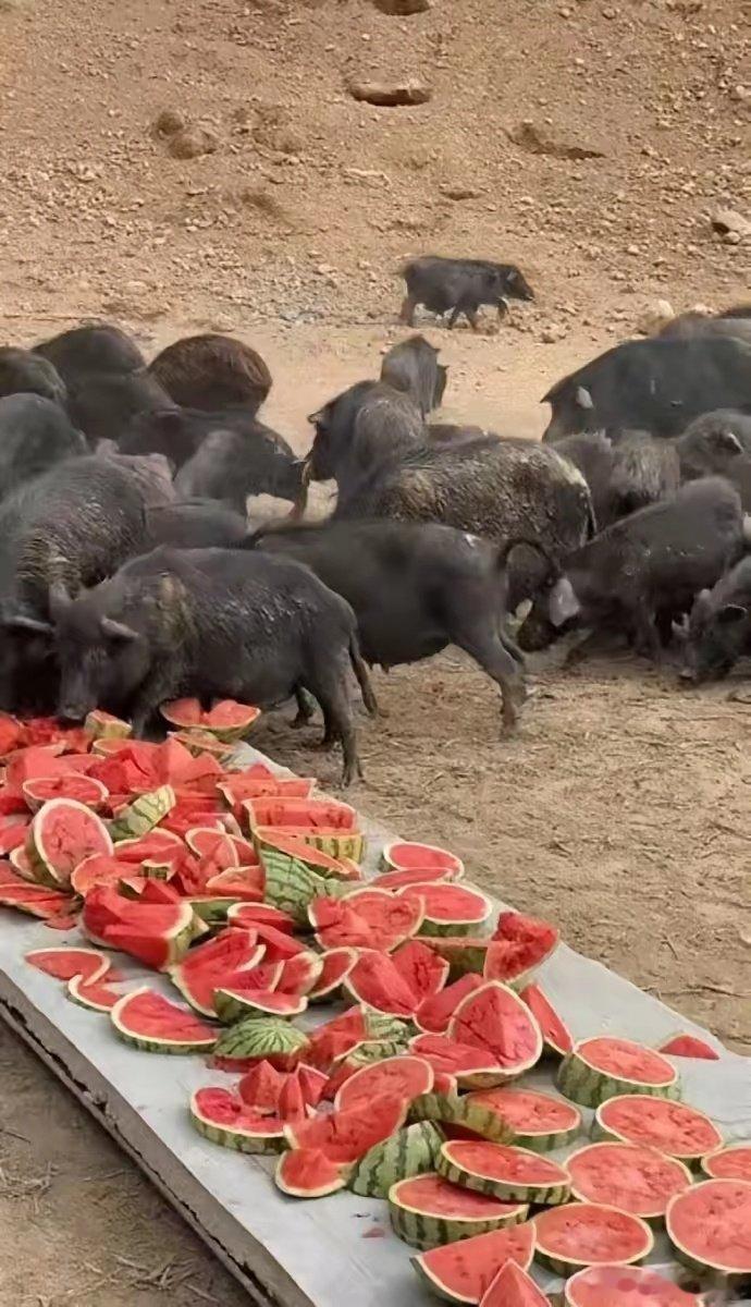 发几个让韩国欧巴破防的图吧。不好吃的瓜，我们这儿猪都不吃🐷🐷🐷韩国一个西瓜