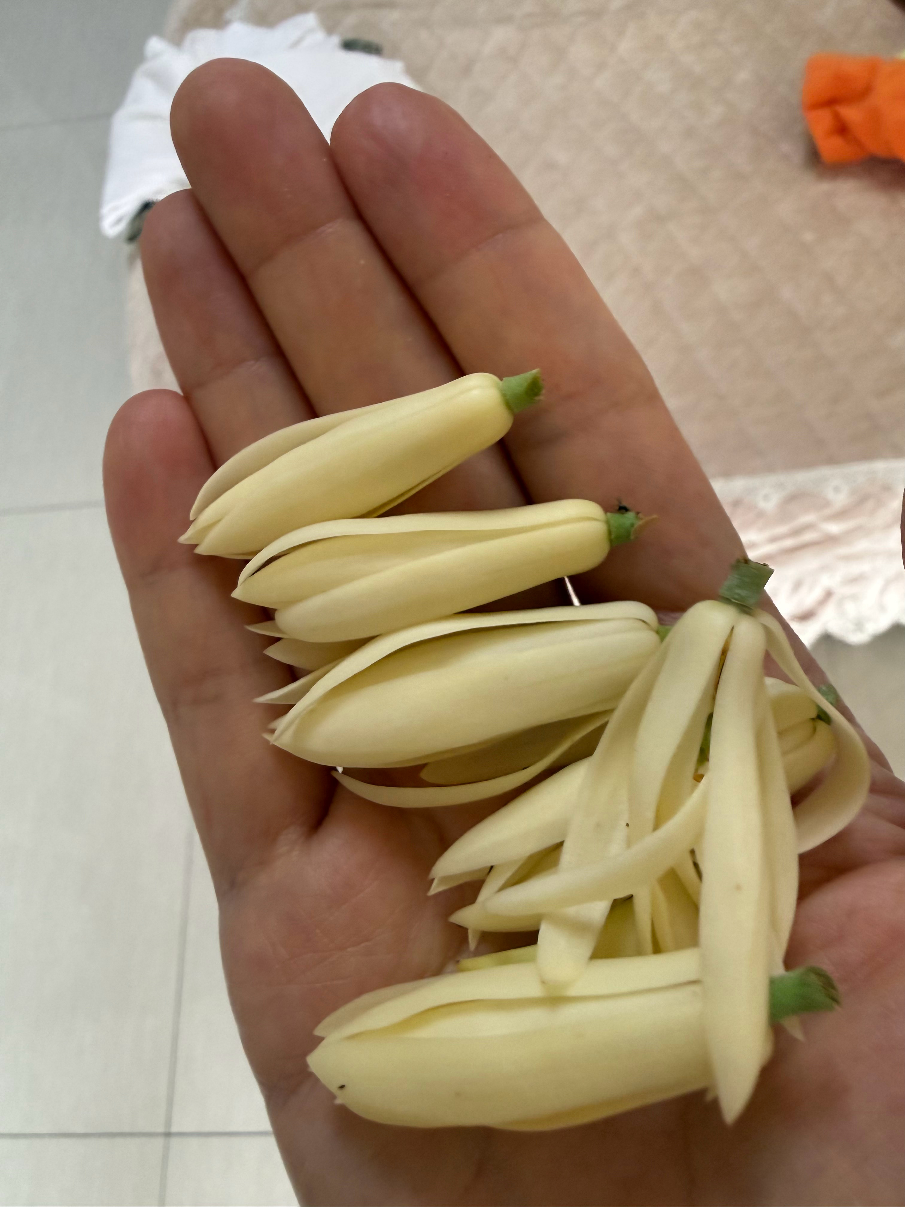 我的黄果兰开了好多，好香好香😄 