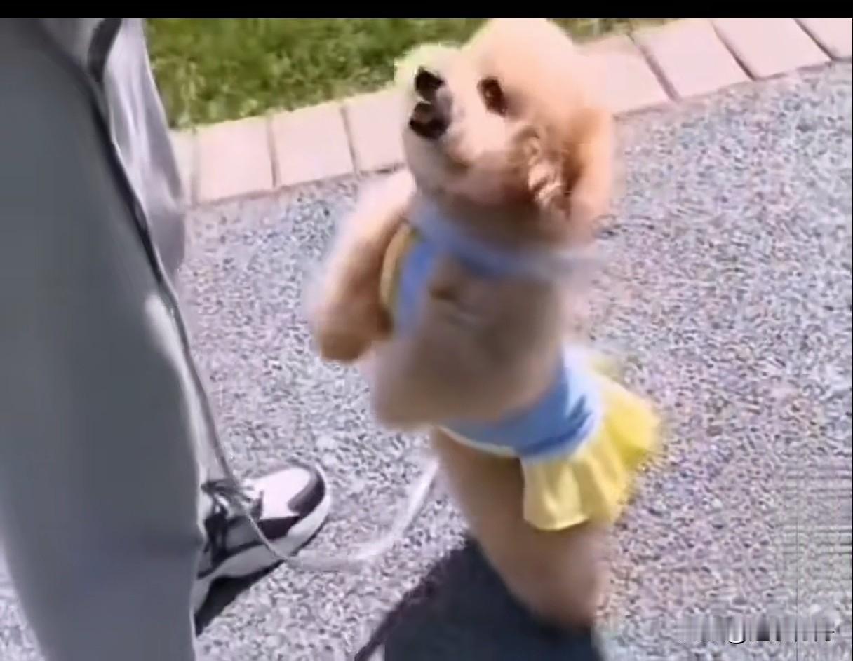 小狗出门走了几分钟就不想走了，站着求抱不抱不抱就赖着不走，真是气人。周末早上吃完