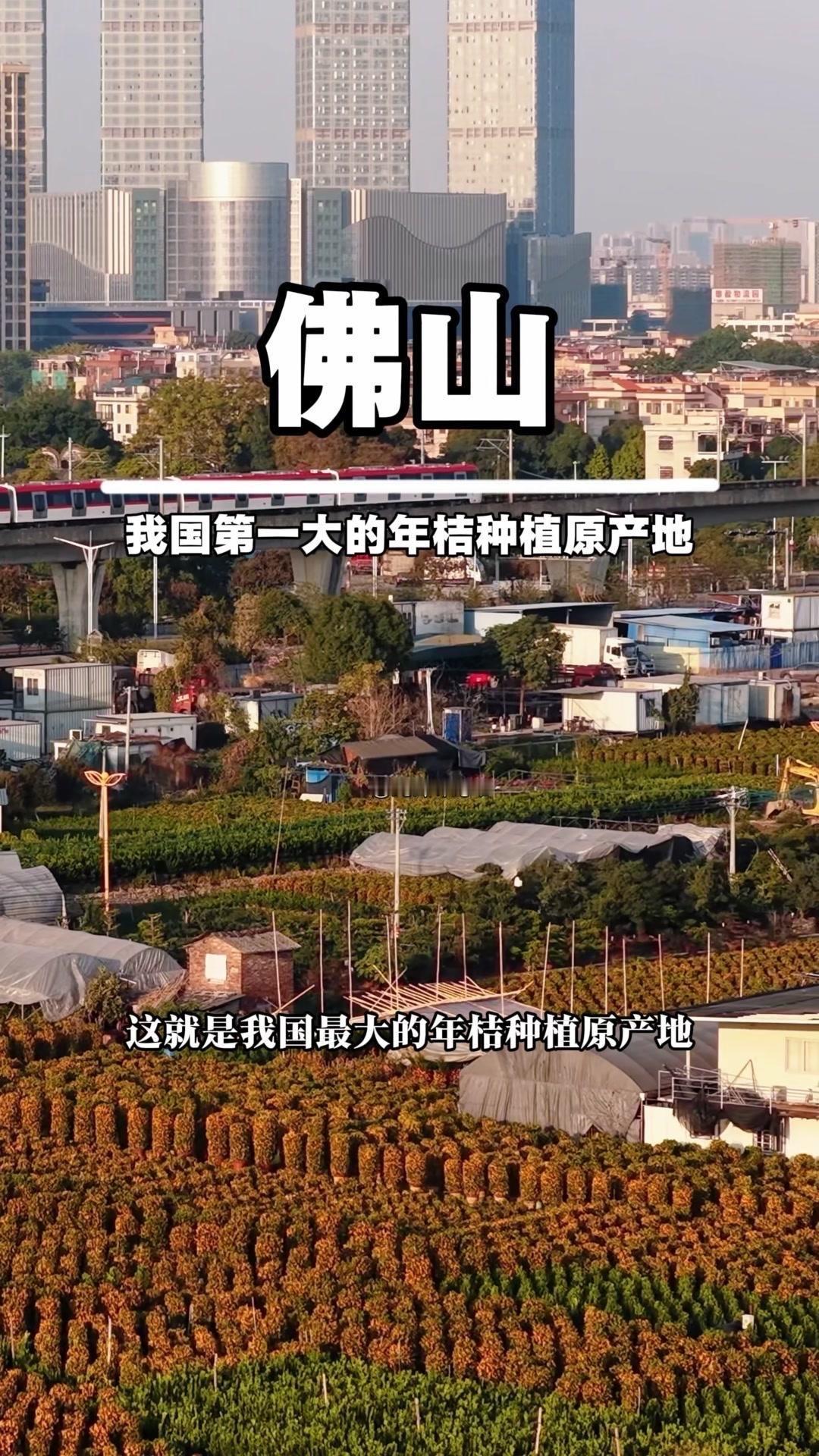 🍊谁懂啊，广东人过年真的离不开年桔！每10户家庭就有8户会买一盆，摆在家门口寓