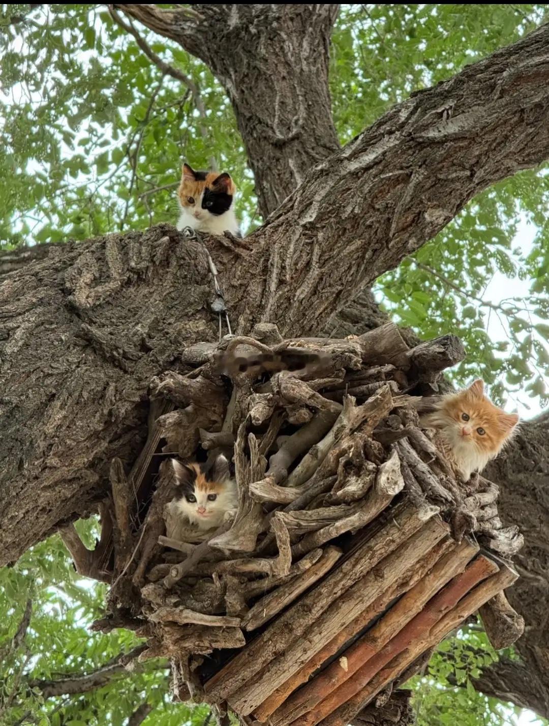 是猫妈妈叼上去的吗