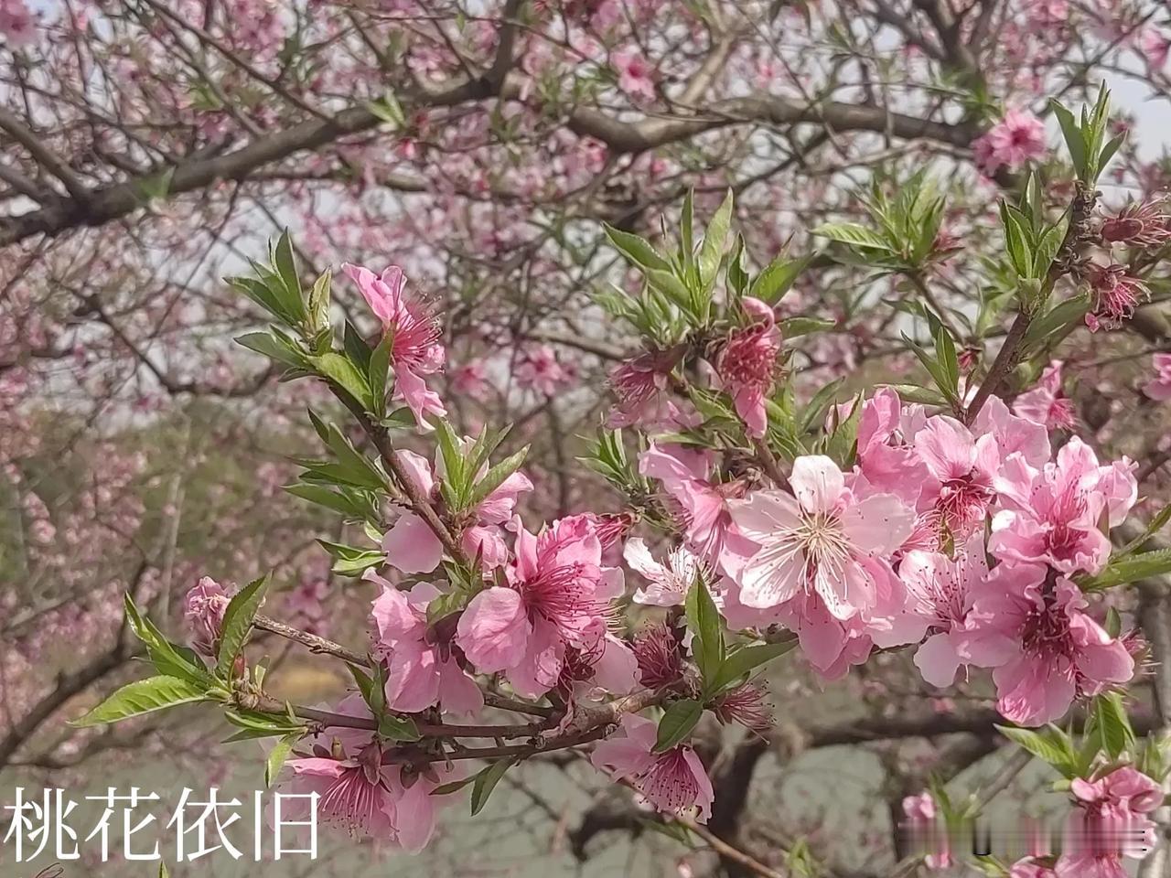 桃花依旧海棠来

赏心悦目春常在

不相伯仲难分别

雾里看花乐开怀

赏一年四