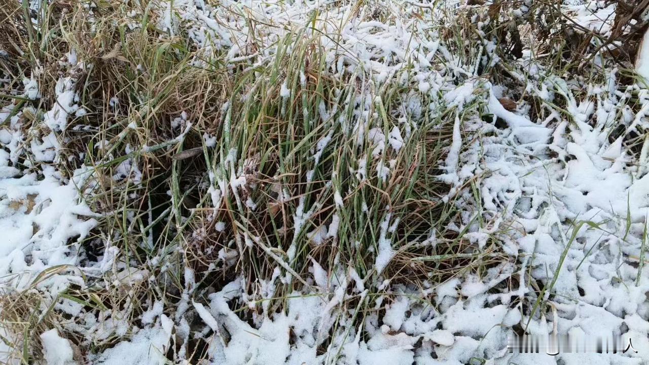 冬日生活打卡季这算是冬雨还是冬雪呀？就这么一点儿也不尴尬嘛！这是冬天呀！