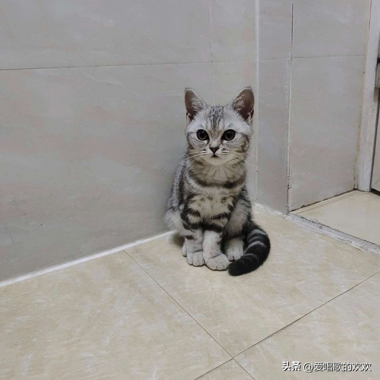 我儿子养的猫，可爱的很。我上个卫生间它都要看着我，它这是怕我被大灰狼给叼走吗？