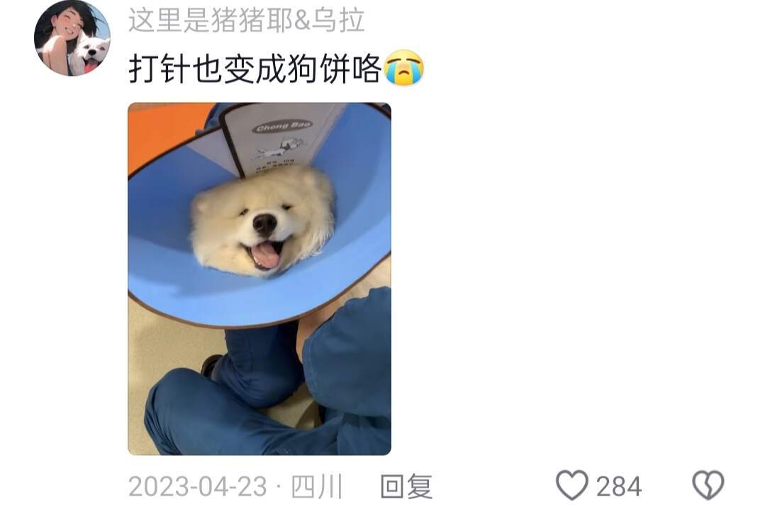 《每只狗狗都可以变成饼饼》萨摩饼哈哈哈哈 