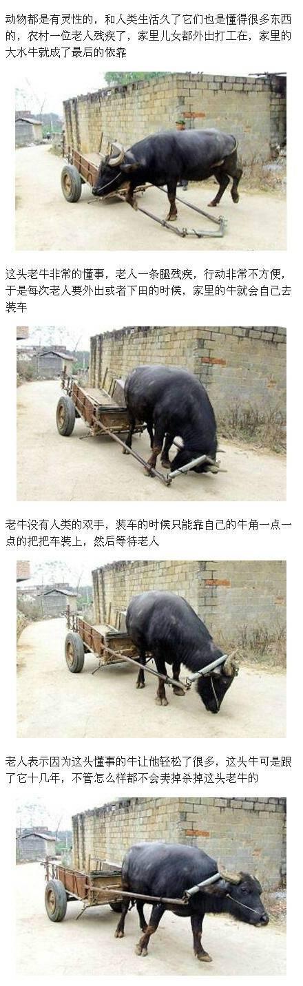 牛真的是很通人气的动物了，主人残疾，老水牛自己装车下地[心] ​​​