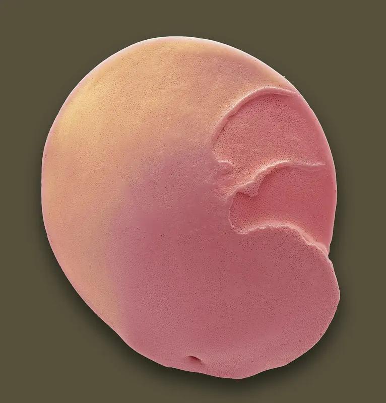 部分脊椎动物肢体可再生机制被揭示，这事儿太神奇了！
法国研究团队在小鼠胚胎肢芽再