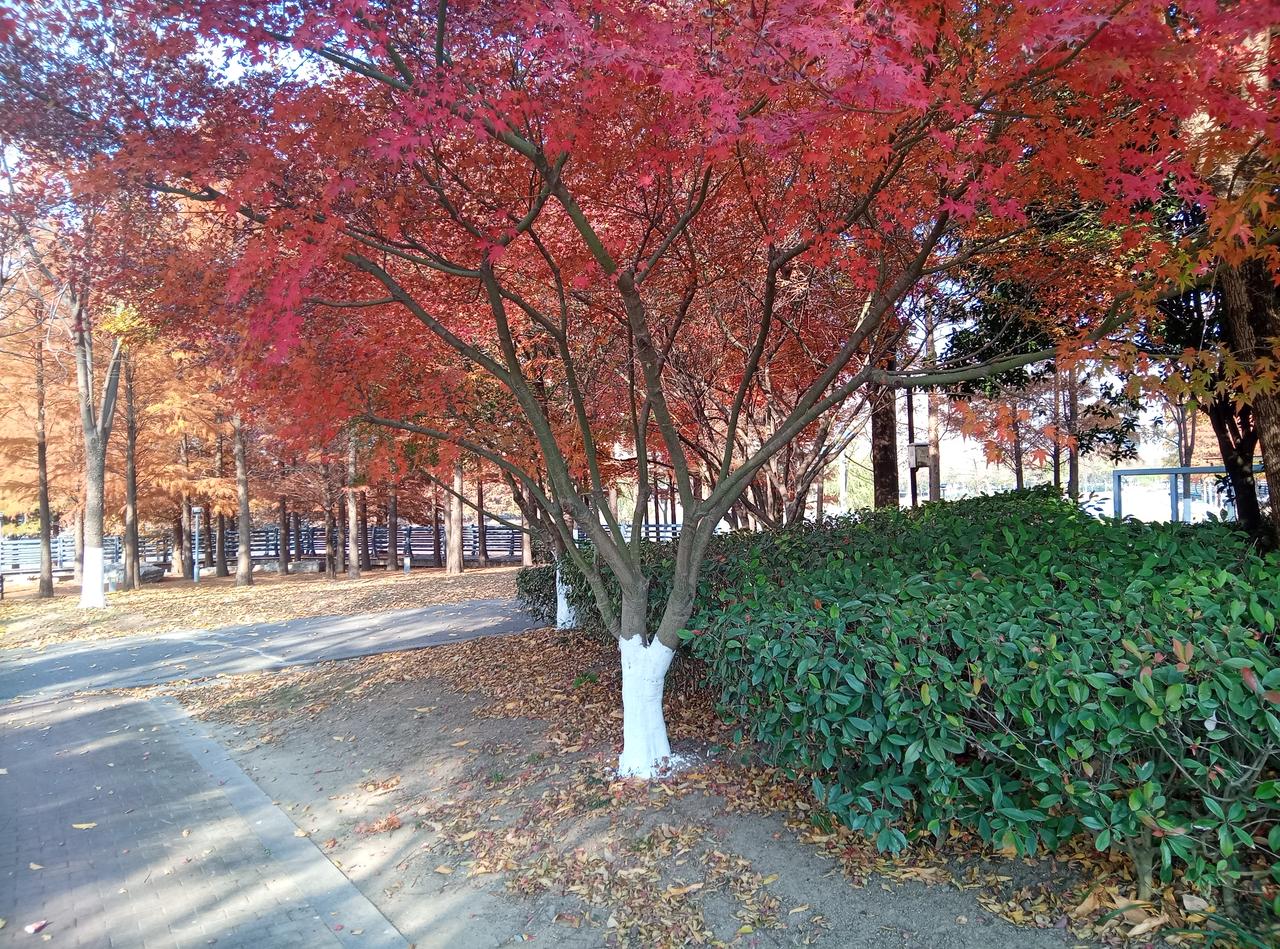 枫叶红了的时候