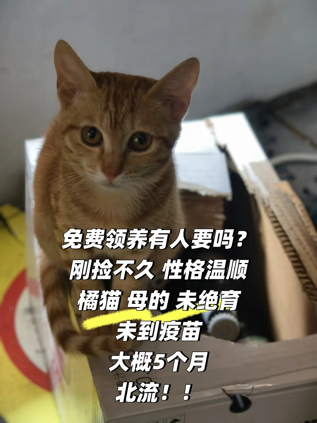 北流猫咪领养