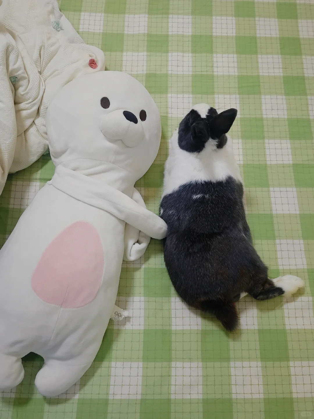 🆘掉毛怪