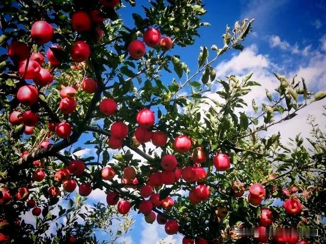 #上联：水中观月色，诚邀下联？#
水中观月色，
林下醉秋声。