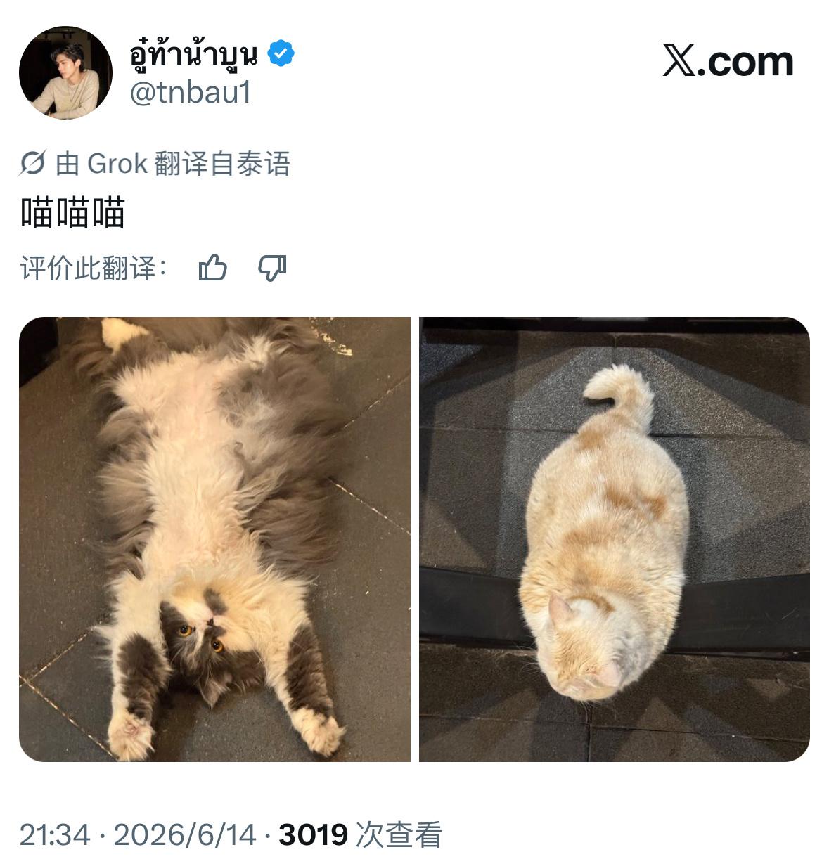 aouboom 嘿嘿，是久违的健身房猫猫🐱 
