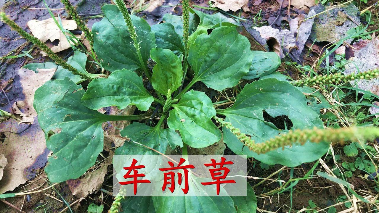 车前草为何叫车前草？名字大有来头。
 田埂路边随处可见的车前草人人眼熟，却少有人
