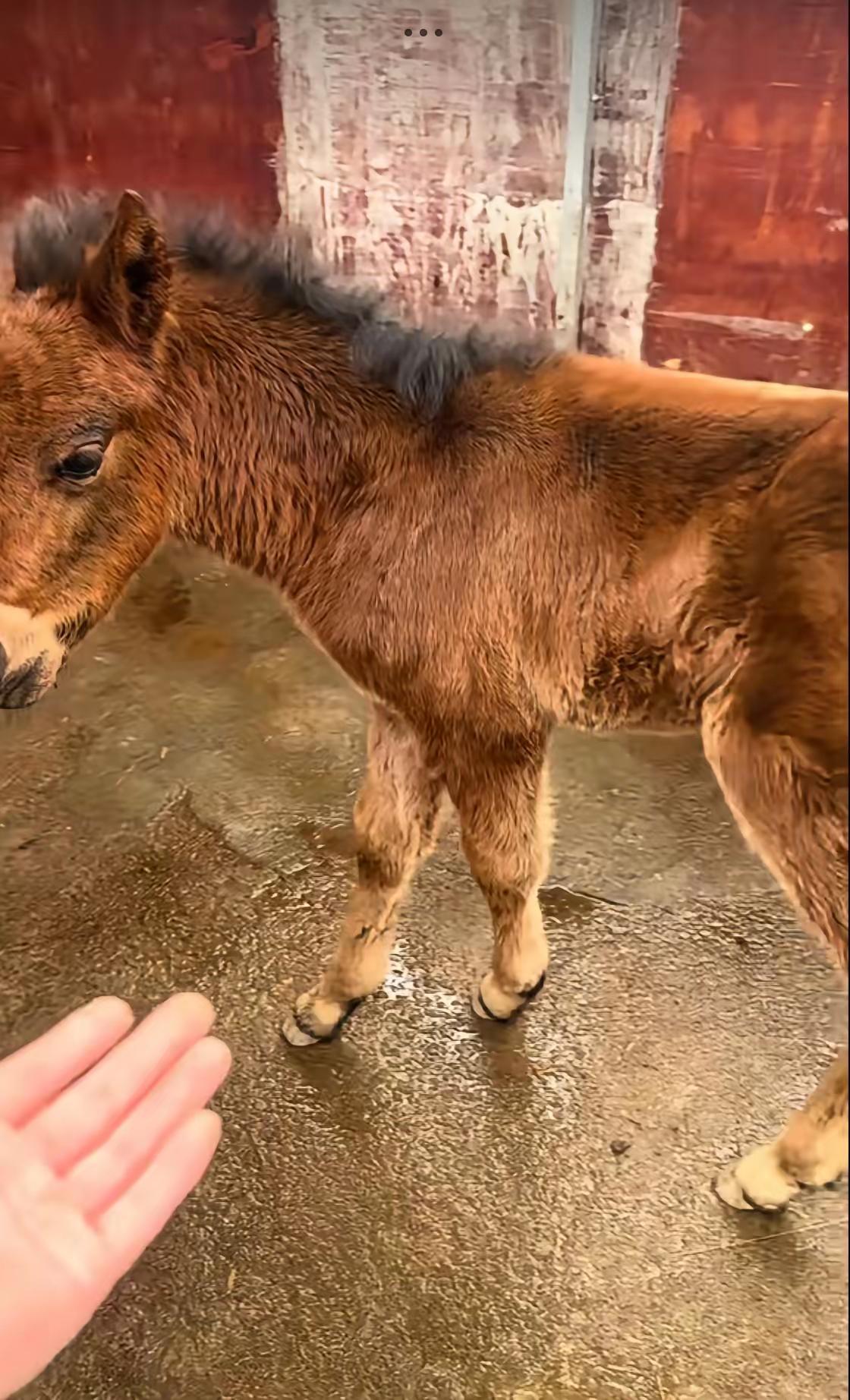 “看哭了！”四川，一男子家母马产后14天因病离世，小马在马棚里四处寻找母马，本以