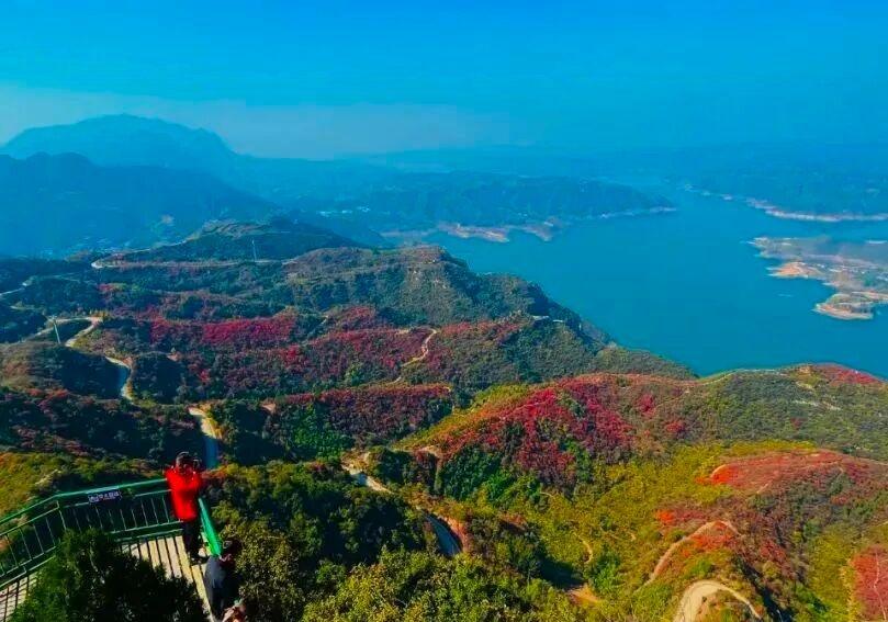 山林被染红，黄栌、枫树织成红色海洋，红黄绿三色打翻调色盘，阳光下的红叶亮得晃眼，