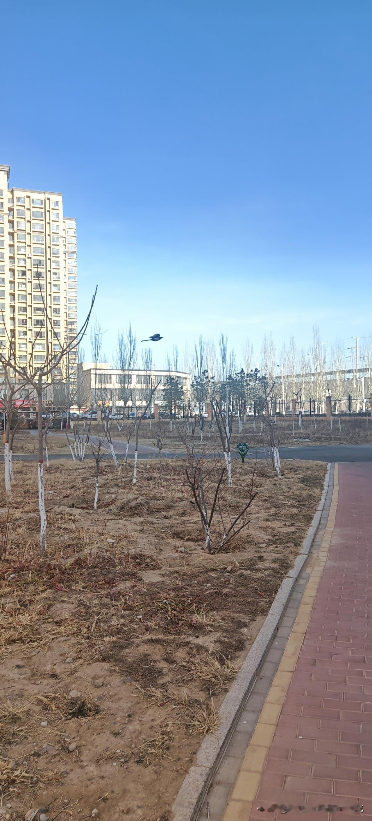 小区外的这片“待春地”，藏着城市的温柔
 
下楼遛弯，撞见小区外这片刚种上没多久