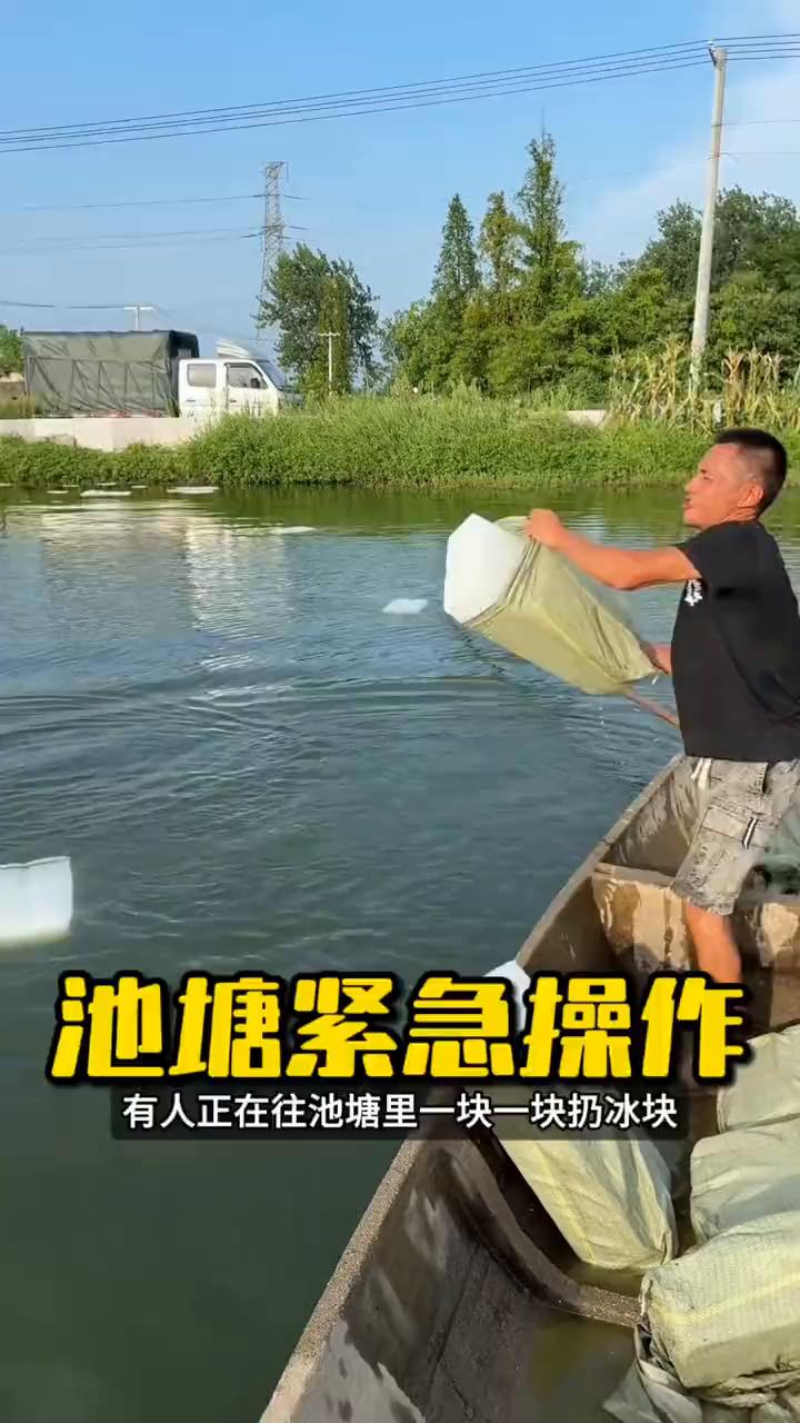 池塘紧急操作。
注意看，有人正在往池塘里一块一块扔冰块，每扔一块都是钱，看着像在
