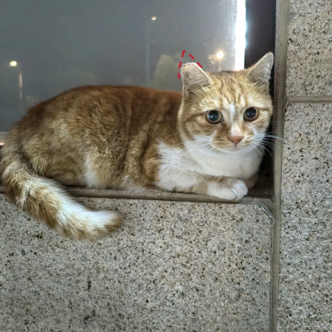 女孩子和猫一样，都是圆圆的脸蛋才好看☺