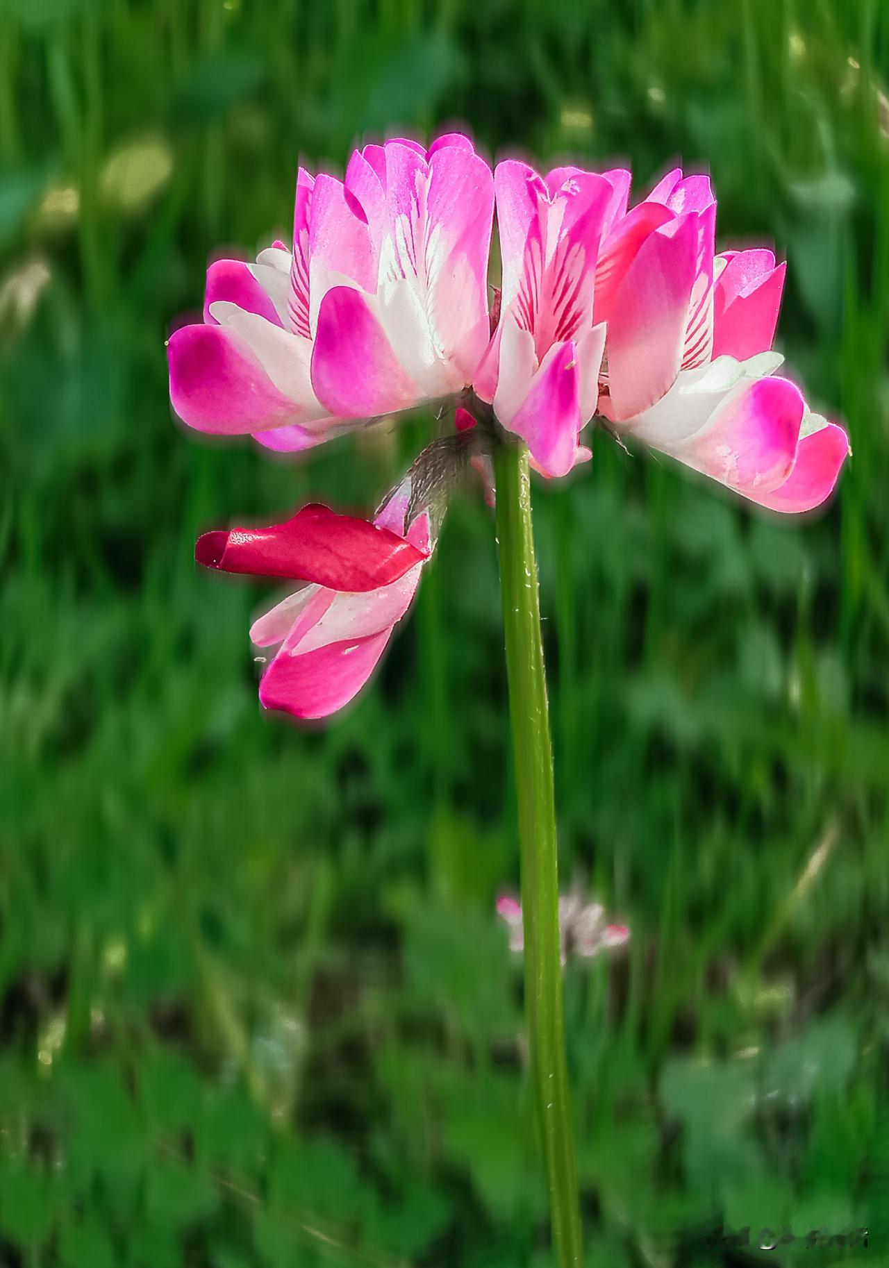 #上联：秋风带雨催黄叶，诚邀下联#春辉含露润红花。
**春秋韵律**
春雨绵绵润