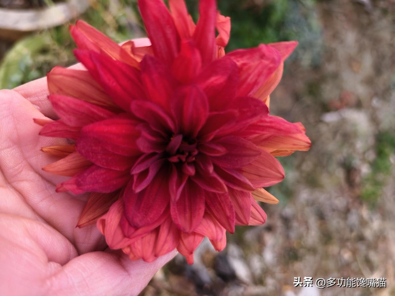 秋日生活打卡季 地标山西偏关小县城，猫姐种的洋牡丹刚开了花🌺，还没有来得及拍张