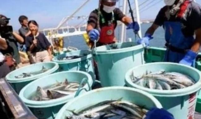 2023年日本核污水排海，全球一片骂声，中国第一时间封关。两年后，日本水产品出口