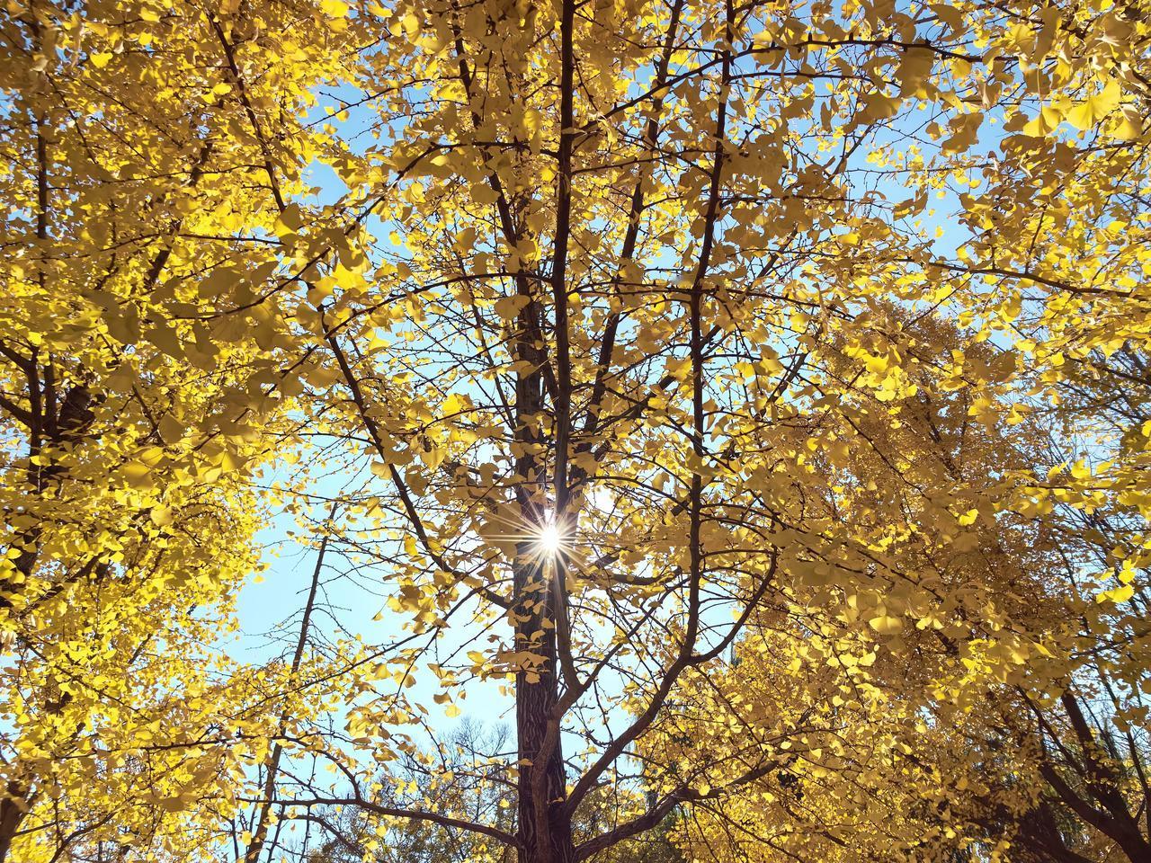美哭了！一场寒潮过后，浙江湖州满地落叶，美轮美奂。
这片位于湖州行政中心的银杏林
