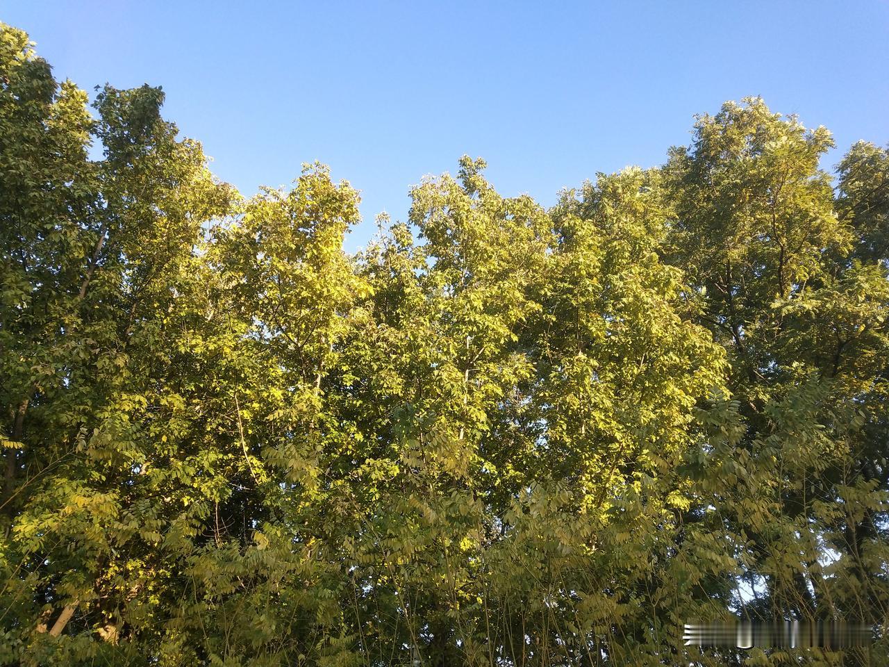 分享你随手拍的风景秋天的树～阳光把树叶晒成金黄，又揉进岁月的风霜，酿成美酒一样的