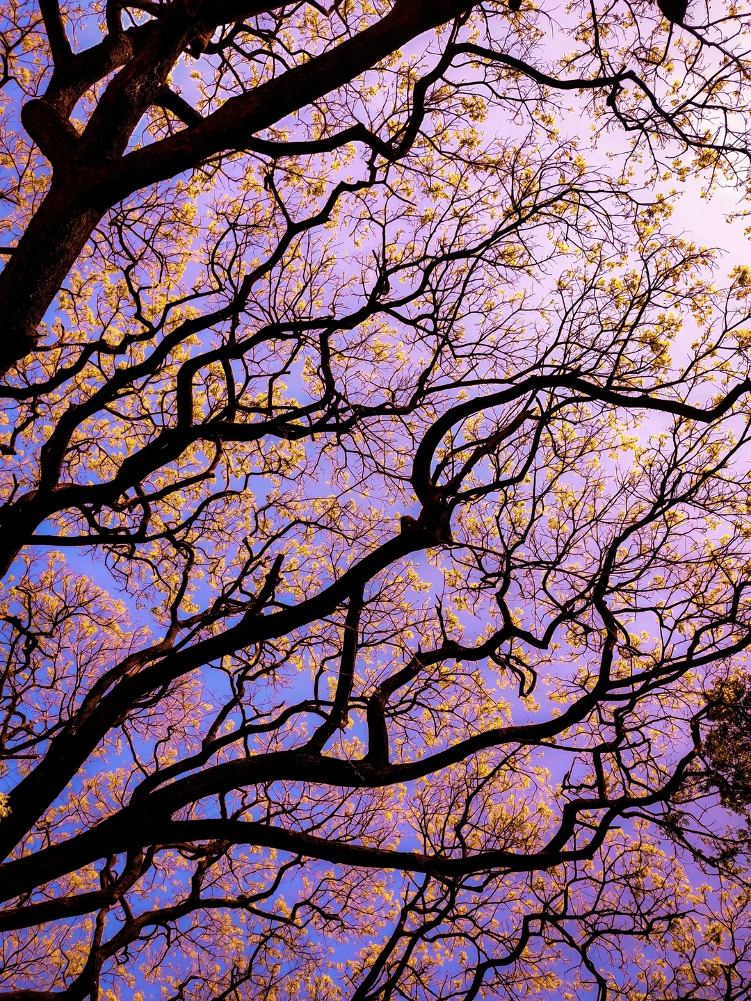 寻找同样爱抬头拍树🌲的人