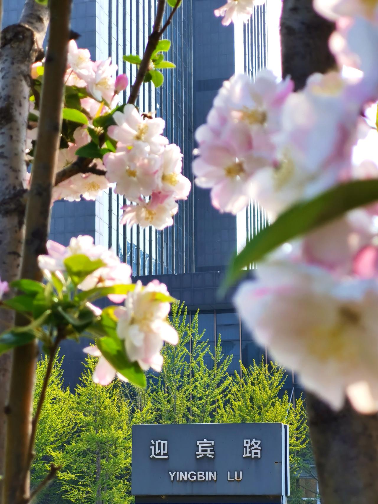 迎宾路，承德最美的一条路 ，没有之一。

承德是山区盆地城市，平坦区域稀 缺，大