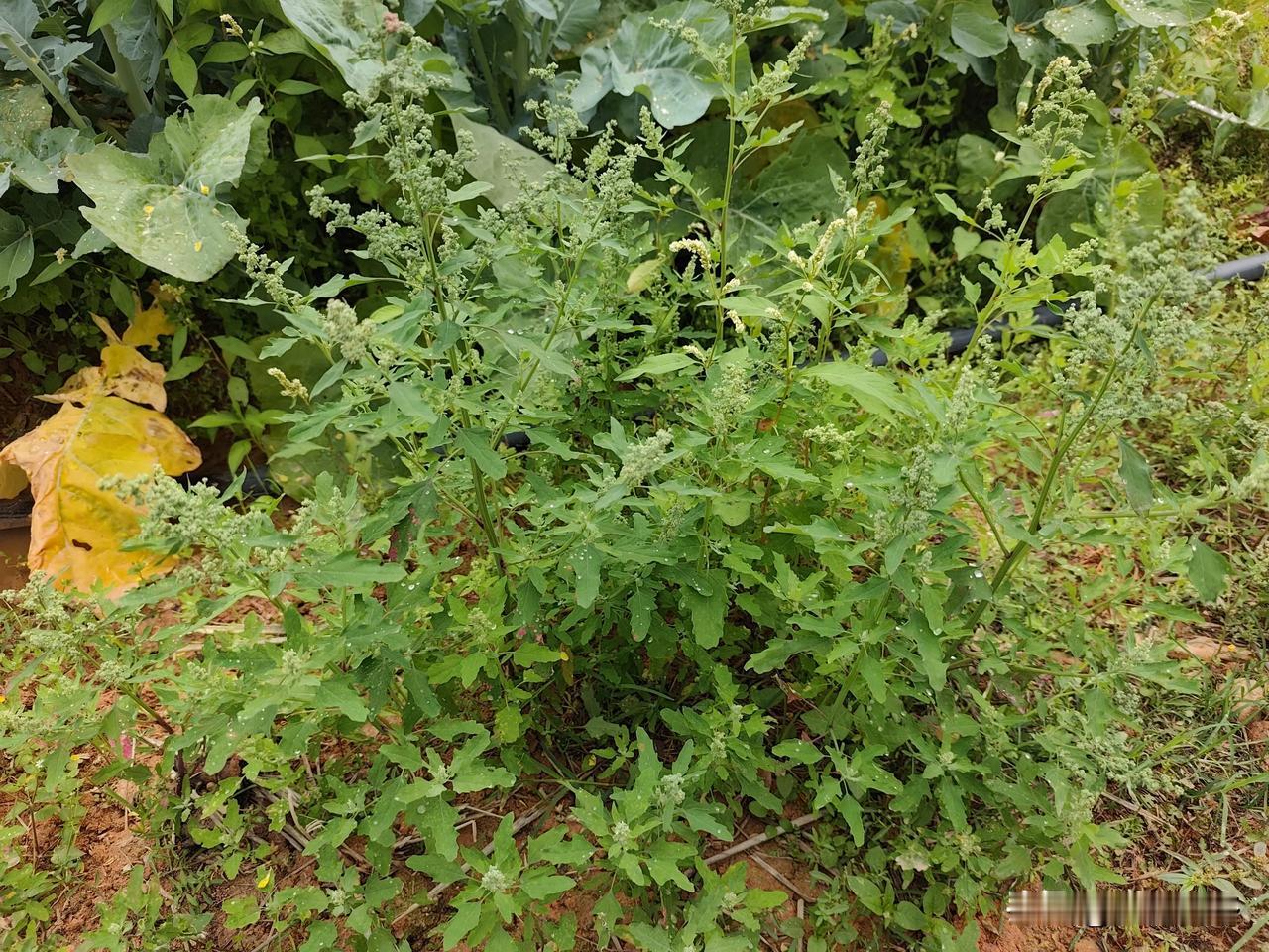 东莞东坑马腰岭公园看到家乡的野菜和农作物，有种回到家里的感觉。