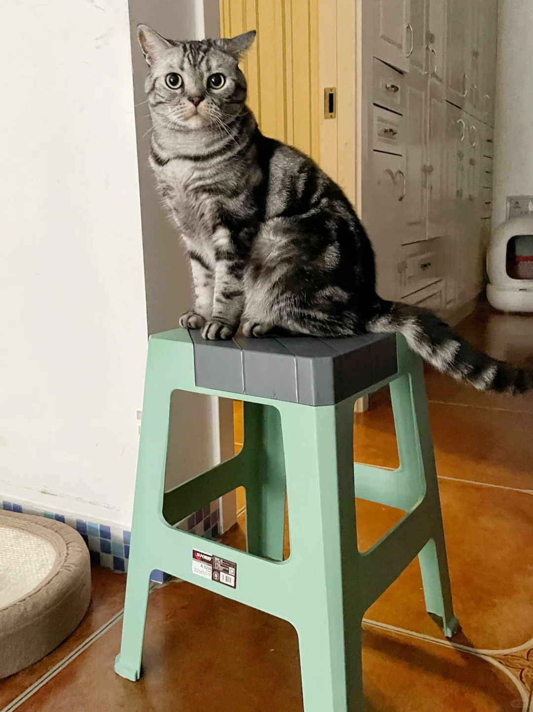 你的猫做了什么让你觉得自己真蠢？