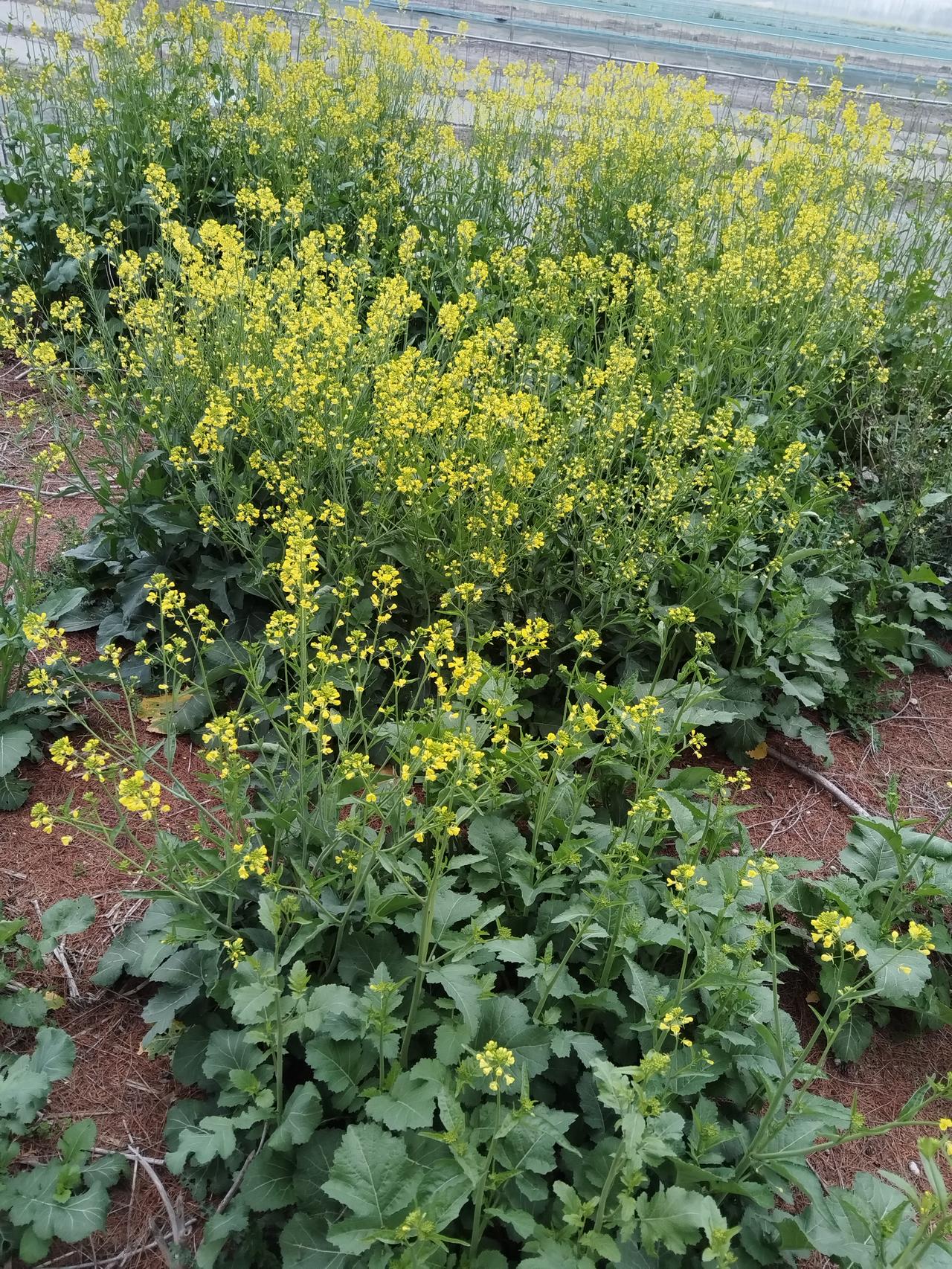 今天是惊蛰，惊蛰到万物苏醒，大地仿佛被一声春雷唤醒，处处都涌动着生机。我穿梭在街