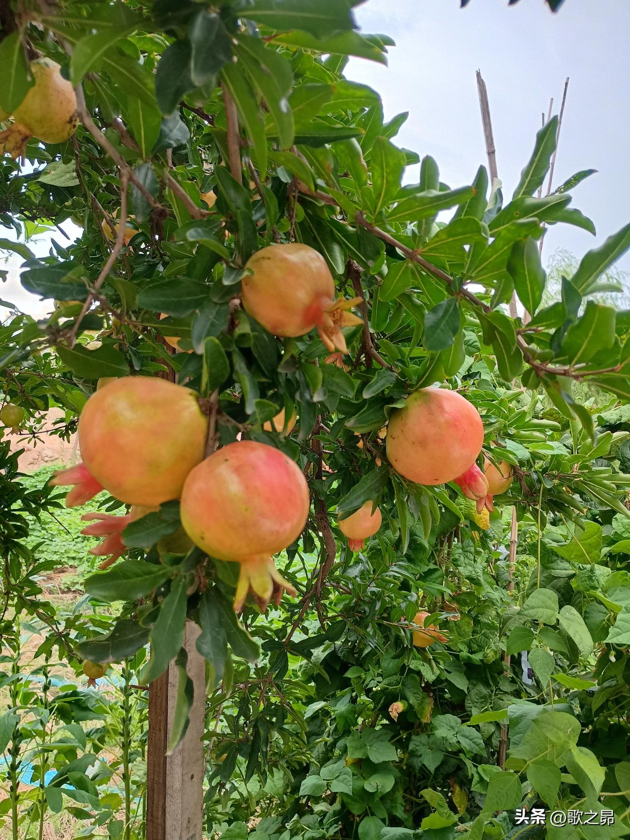 村里的石榴不要采——
走进陈村，邂逅一片小菜园，茄子辣椒西红柿，应有尽有。关键是