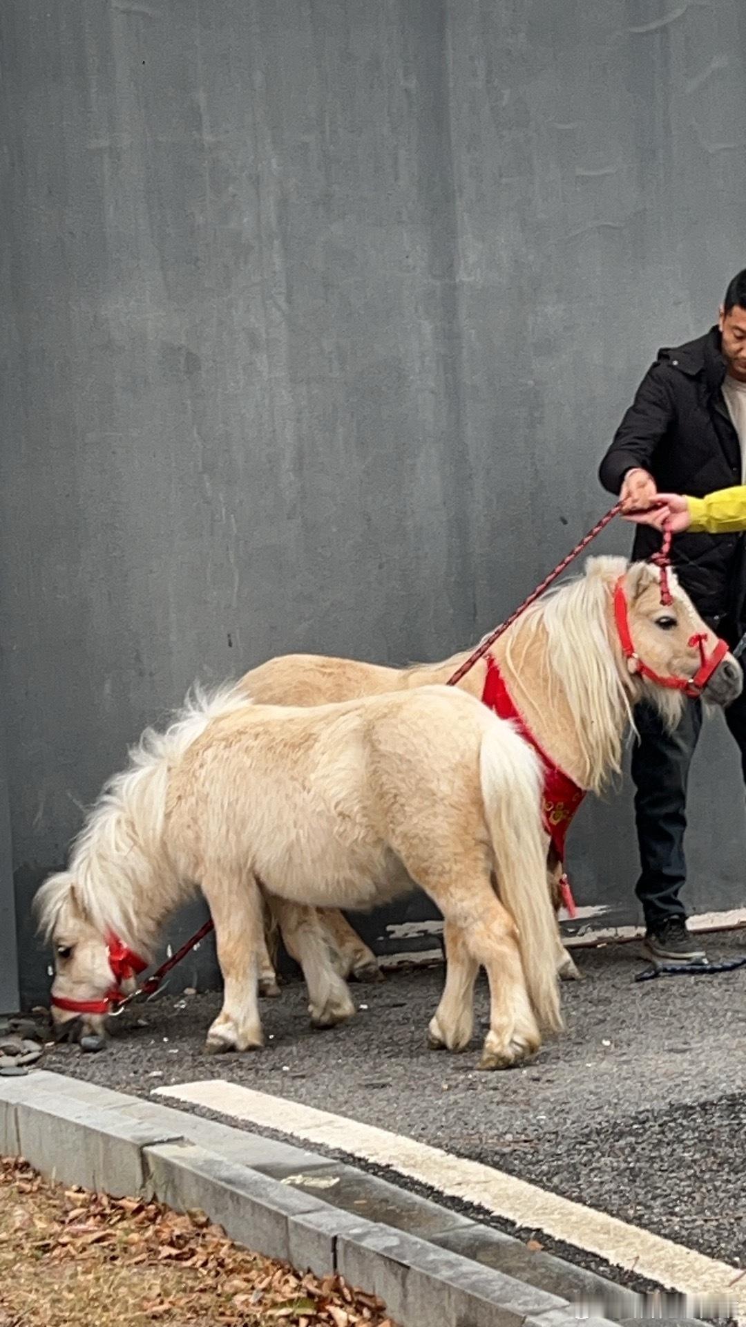 比时代峰峻还会抓小孩的人出现了 谁懂啊，越剧春晚的小萌马比选秀小爱豆还吸粉，安安