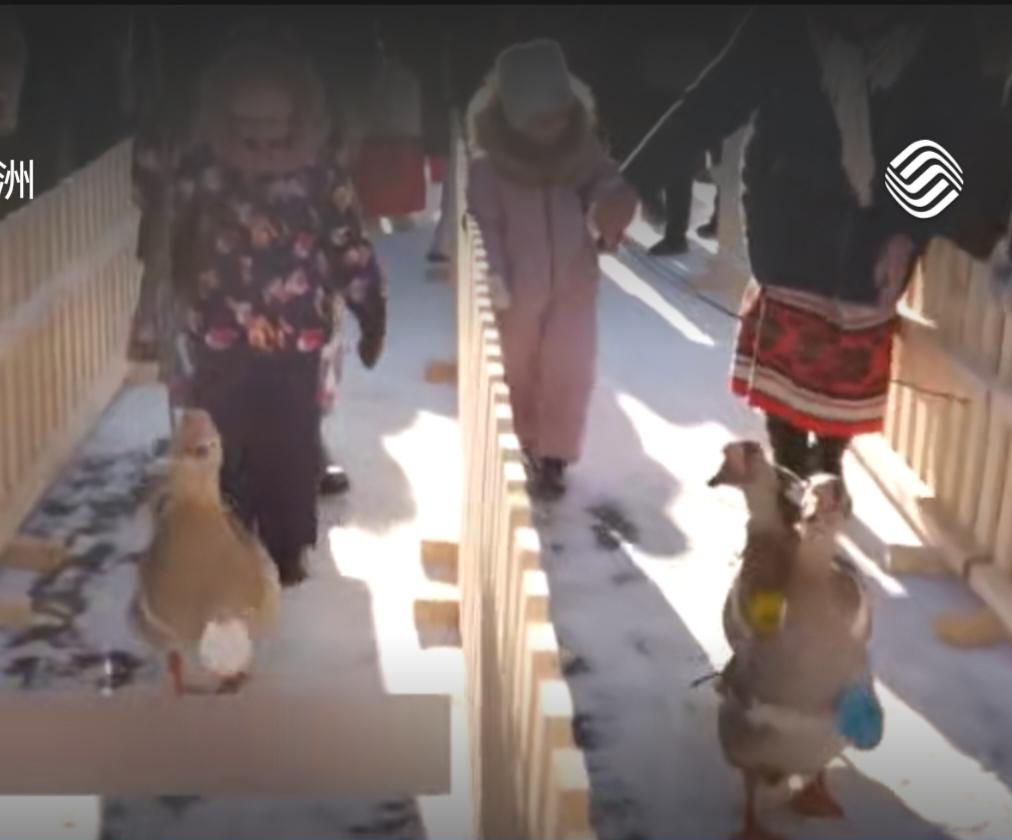 新春的气息跨越山海，在多国花市悄然蔓延。越南花市里，粉白渐变的非洲菊傲然挺立，艳