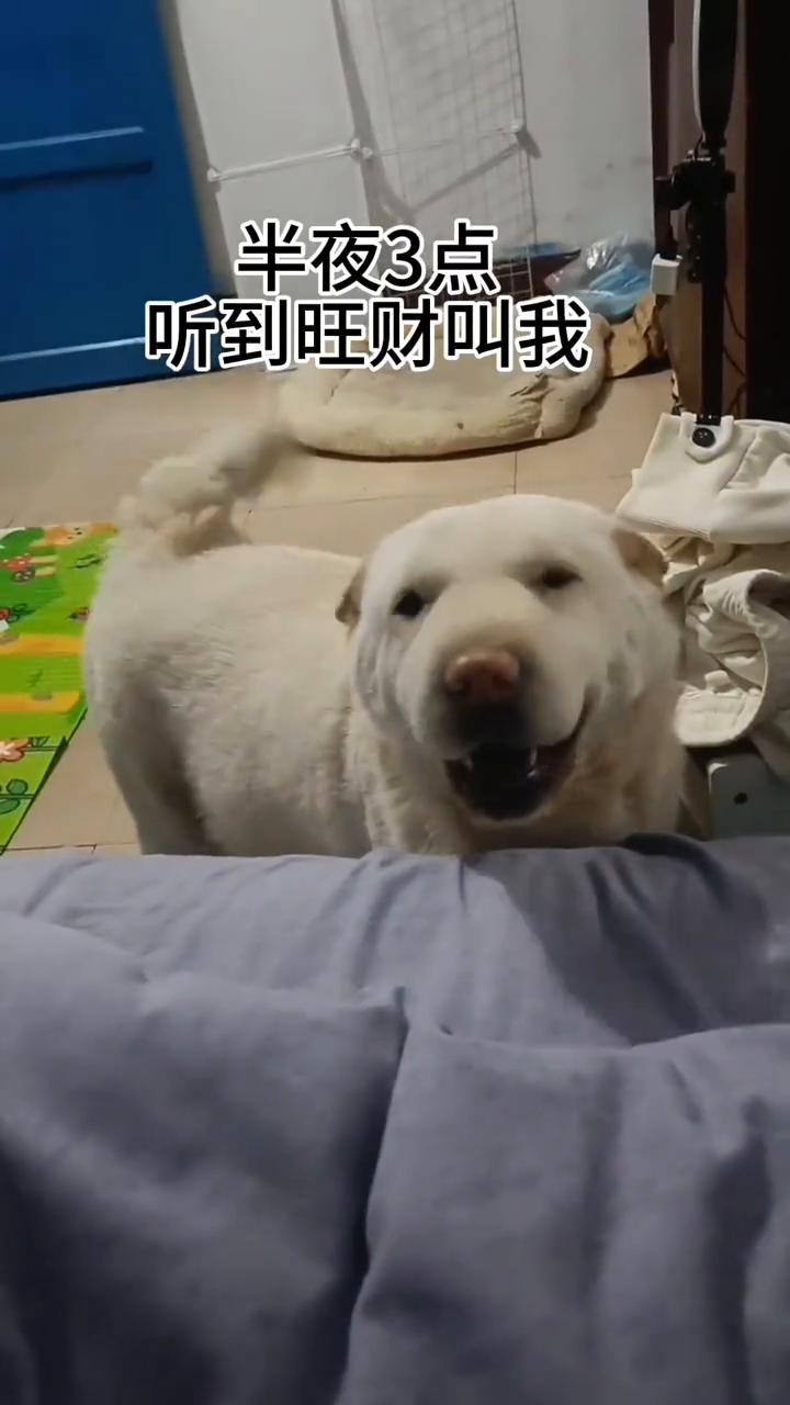 半夜3点听到旺财叫我，看见它自己躲在角落里，它可能躲在角落更有安全感。4点多开始