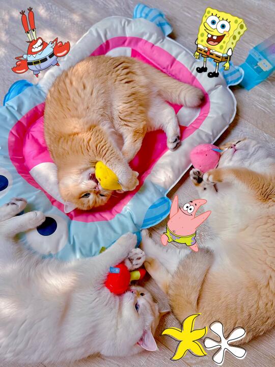 原来猫猫也喜欢海绵宝宝