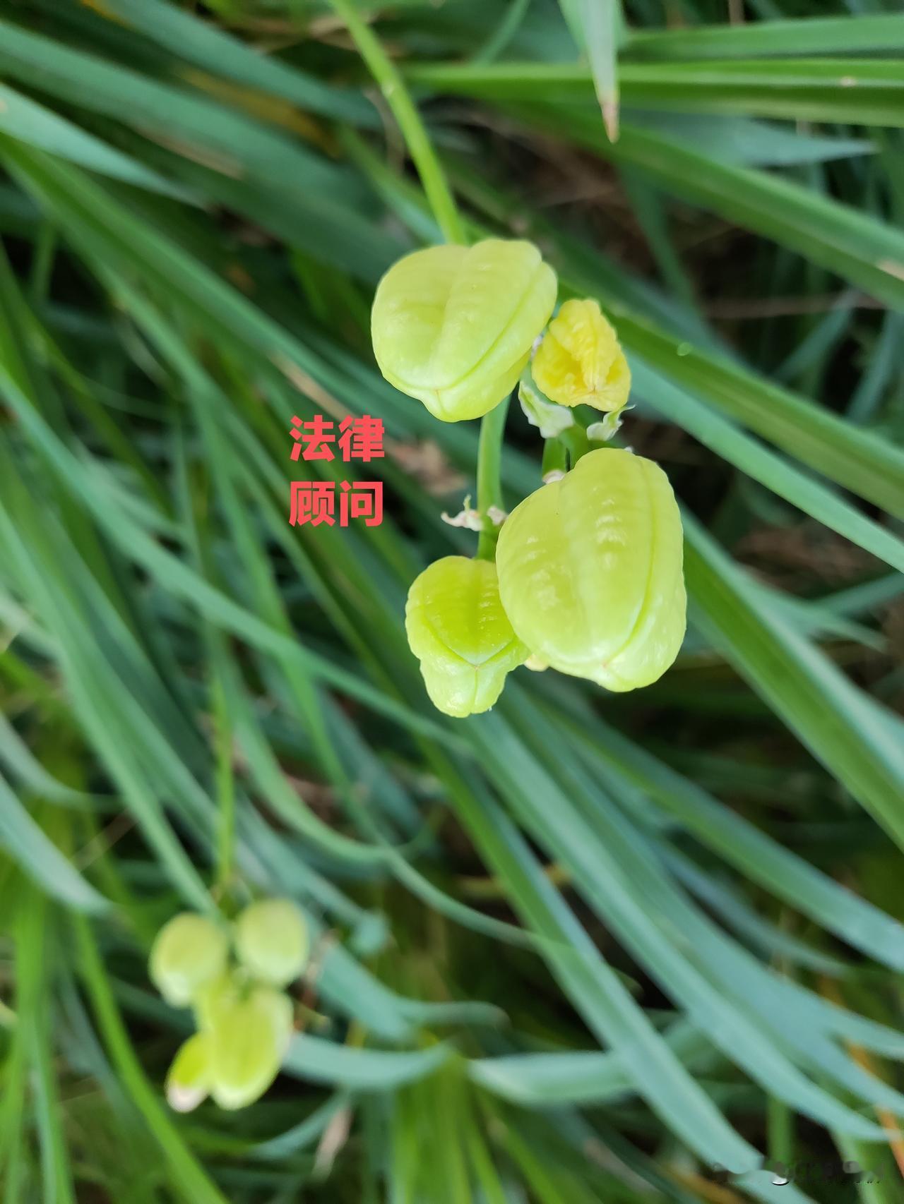 聊件今早经历的事情，早上开车在鲁谷路从东往西行走，到眼科医院附近，有一个人行道，