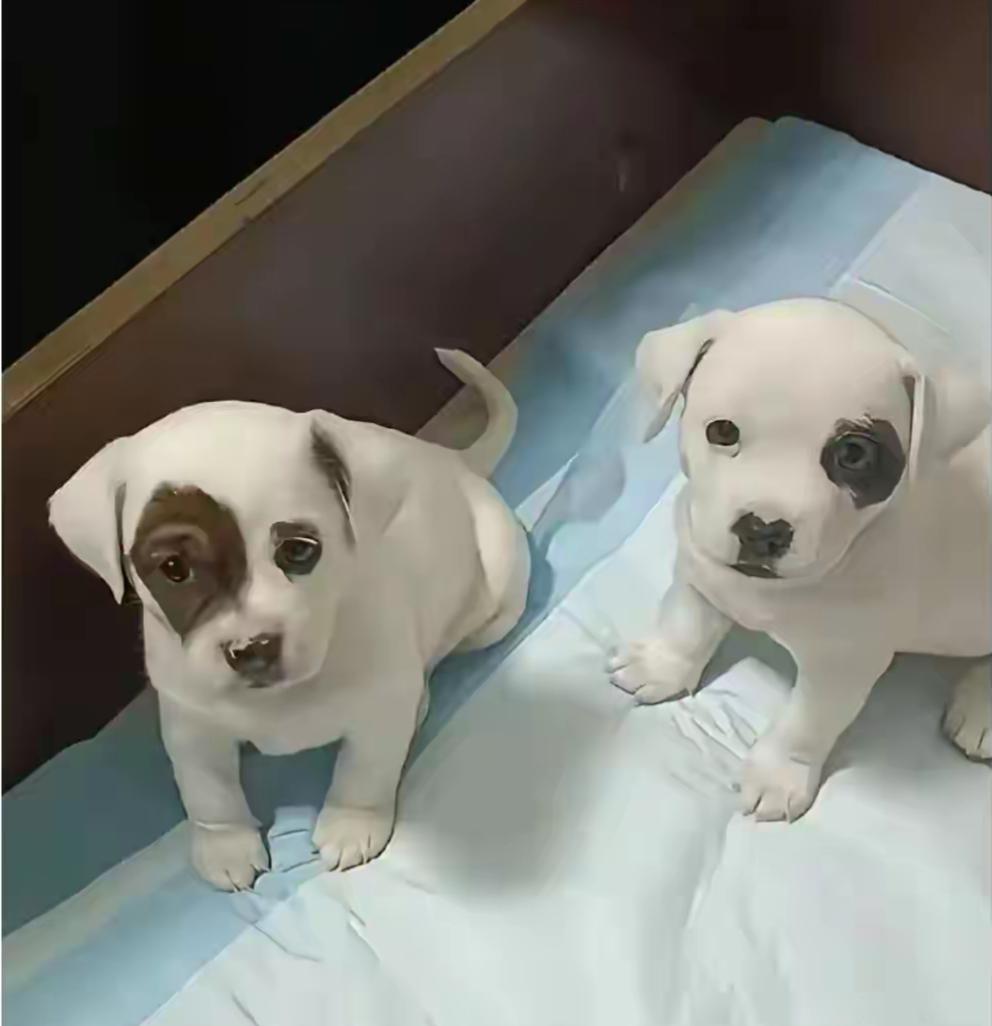 朋友给了两只小奶狗，你们说取个啥名好呢？