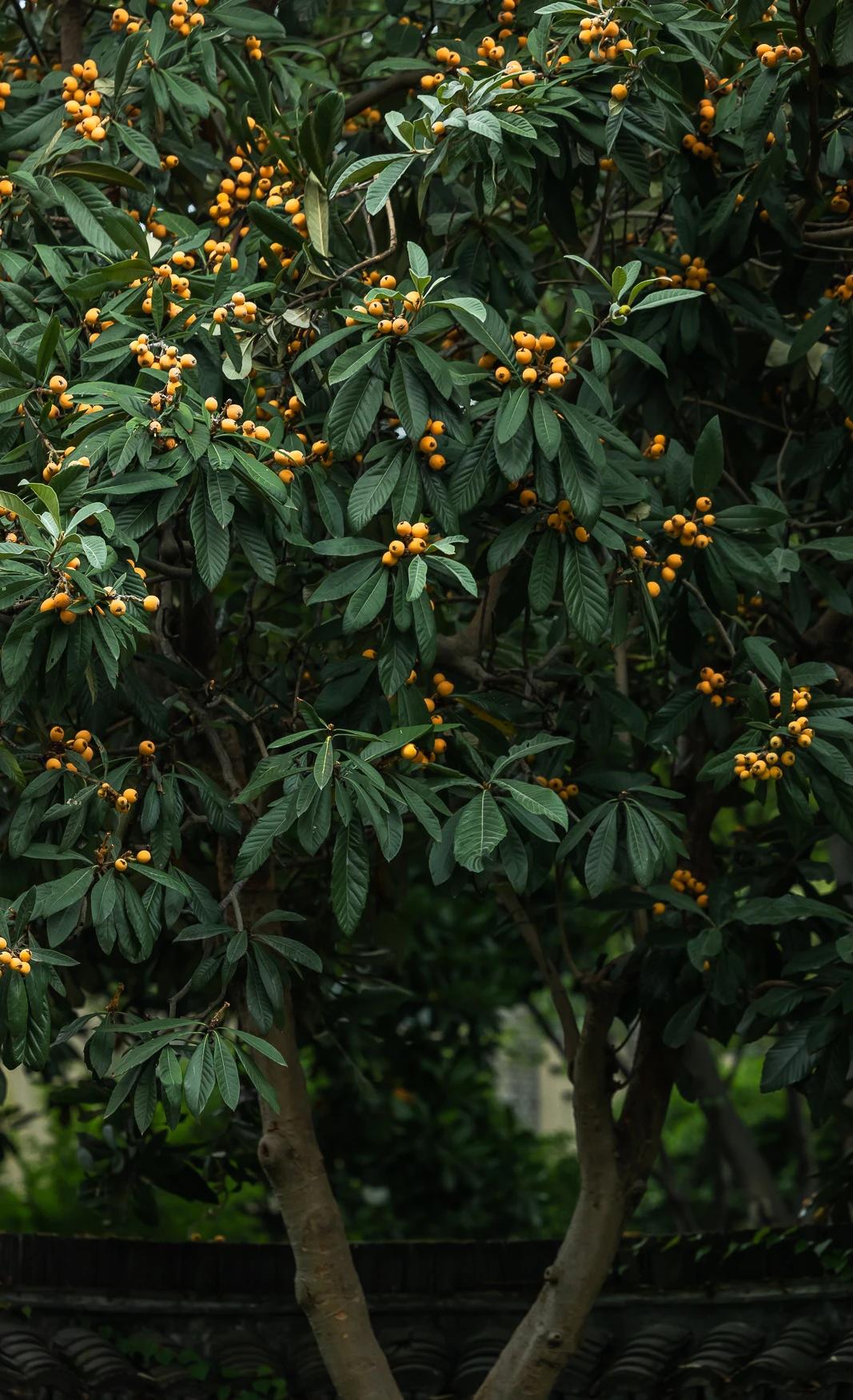蝶恋花·枇杷吟
文/许碧霞

布谷清音禾耳漫。堂燕啁啾、白鹭相俦伴。
几树金丸黄