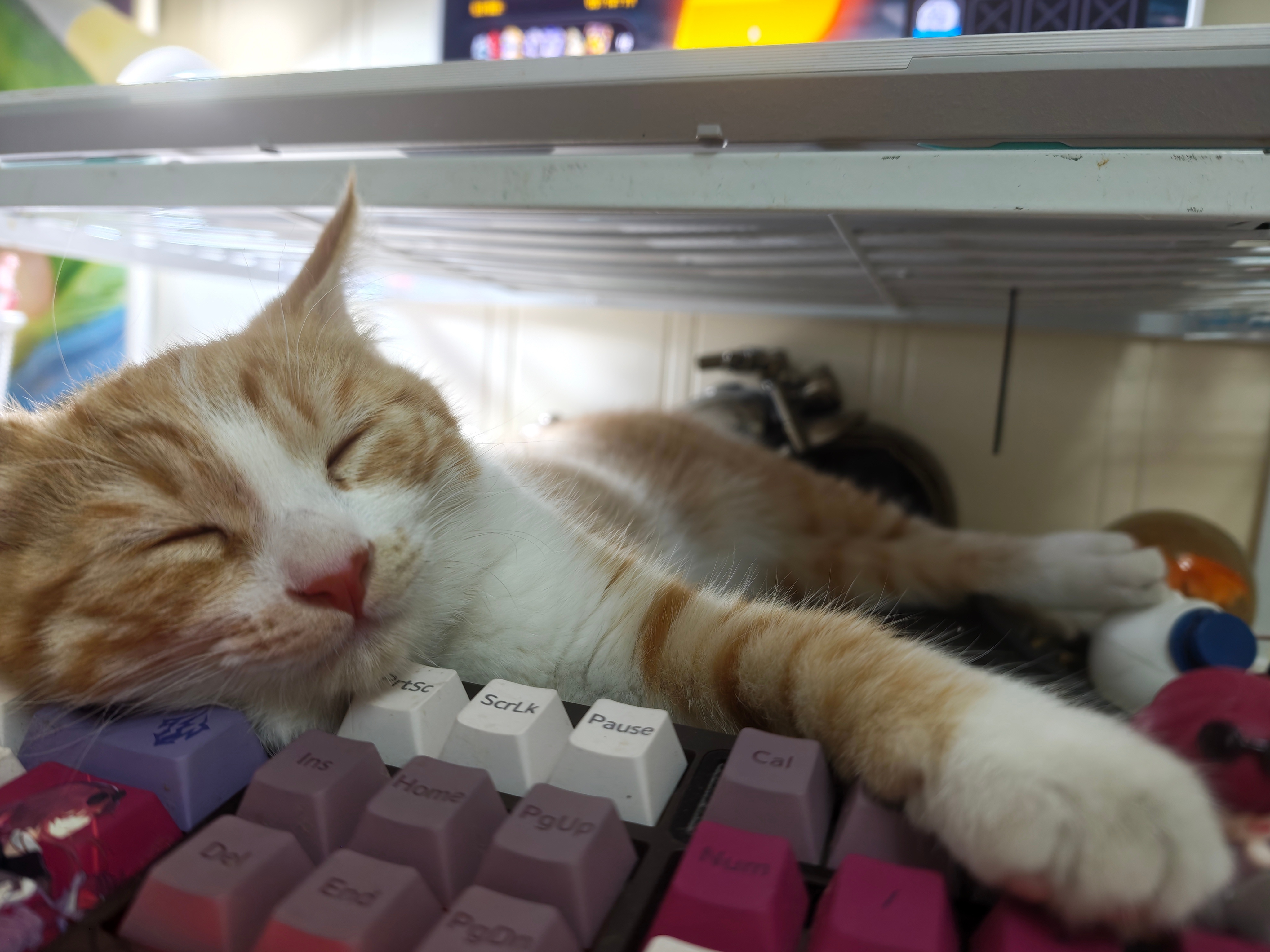 摸摸小猫头 