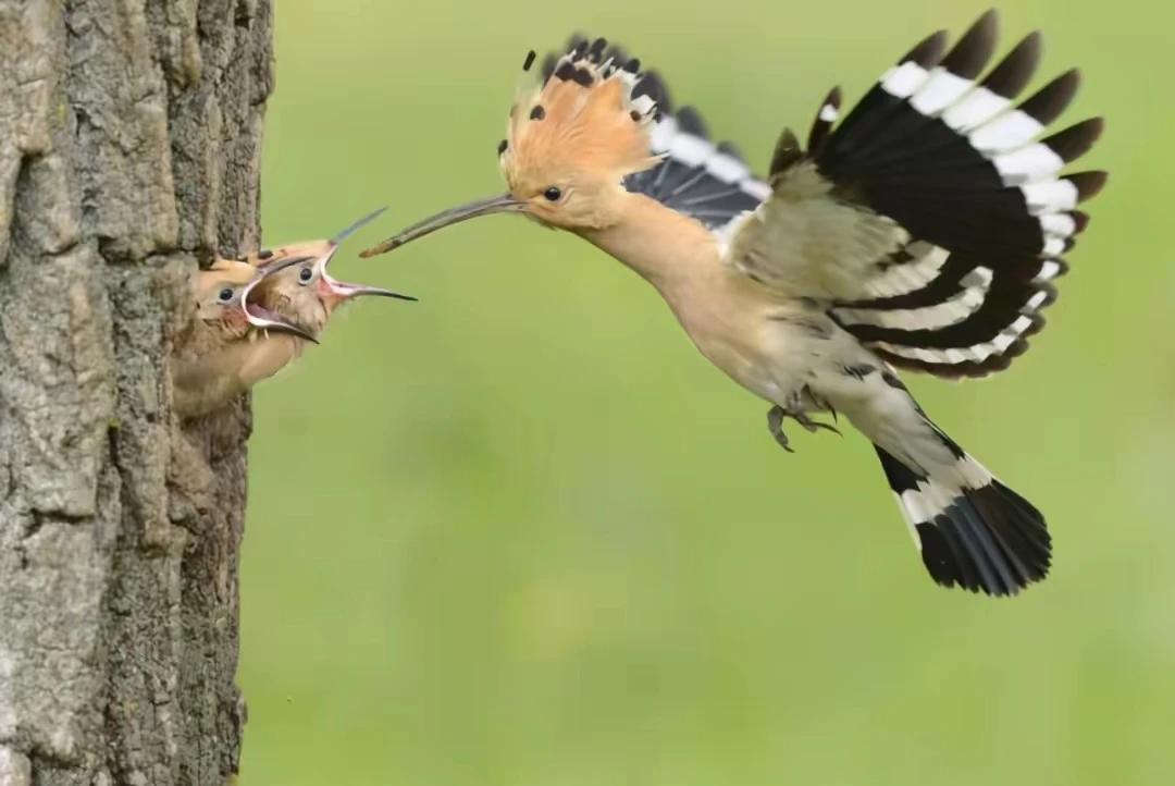现在有人拼命黑以色列，说以色列国鸟儿是杜鹃，这真是胡说八道，戴胜和杜鹃八竿子打不