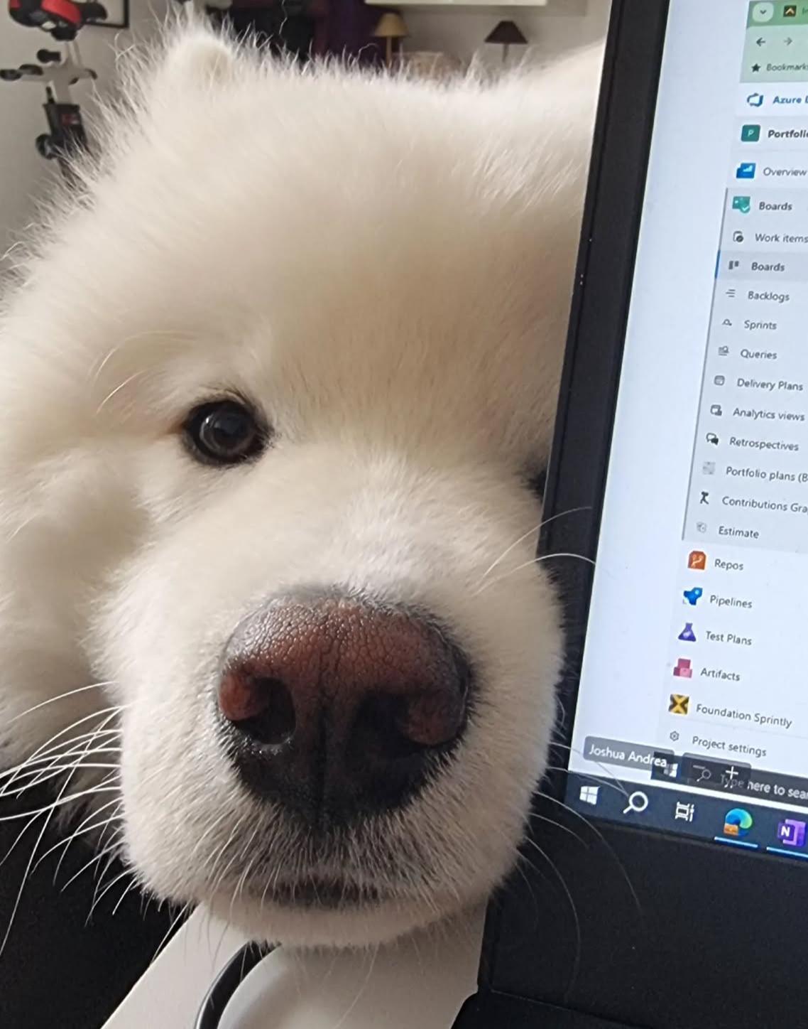 小狗提醒您，下班时间到了 