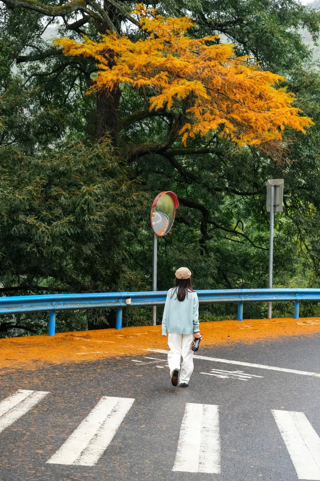人间满目皆清欢，唯有四明不负秋🍂
