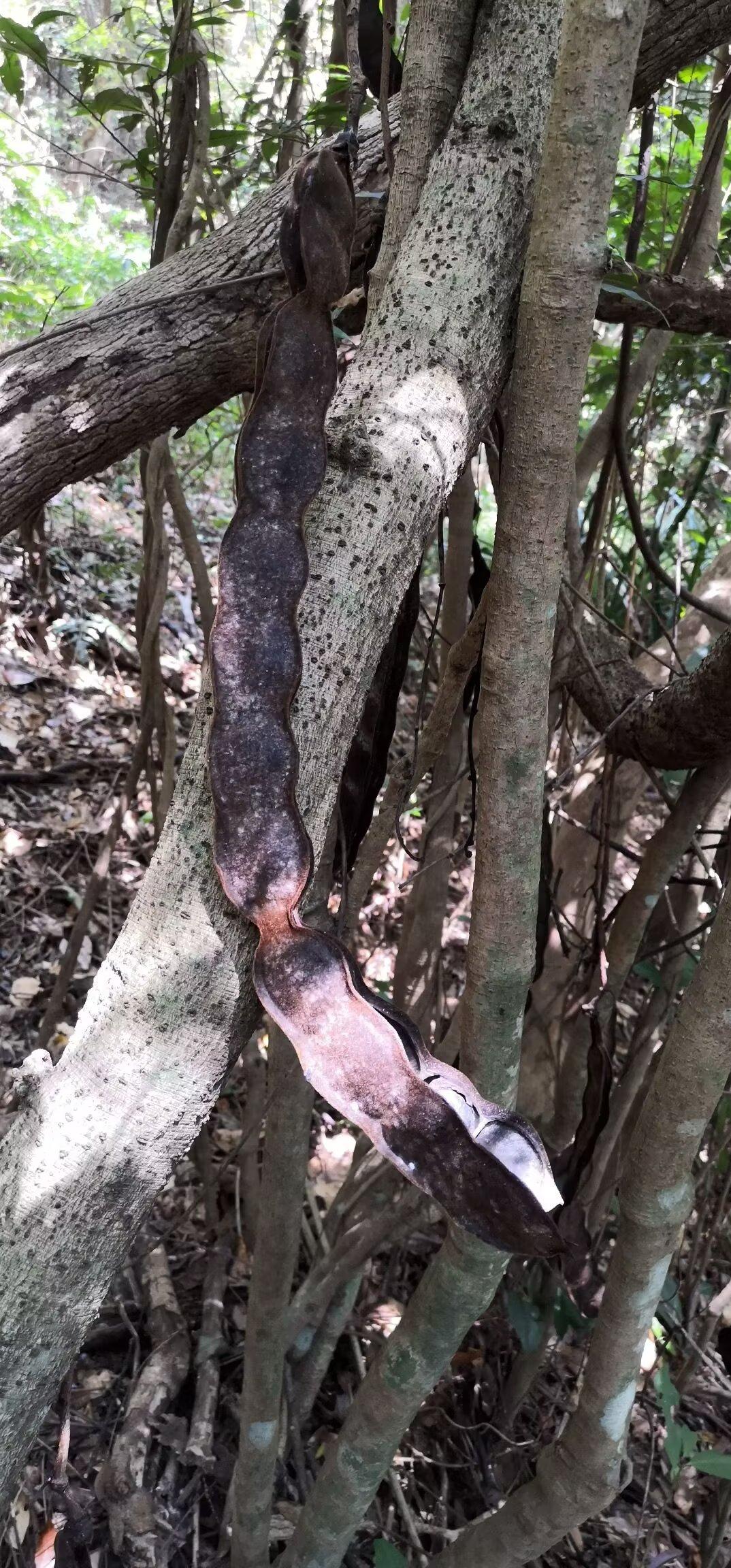 采药时偶遇的这株植物，大家看看这是什么草药呀🧐
它的果实形态很有特点，长条状还